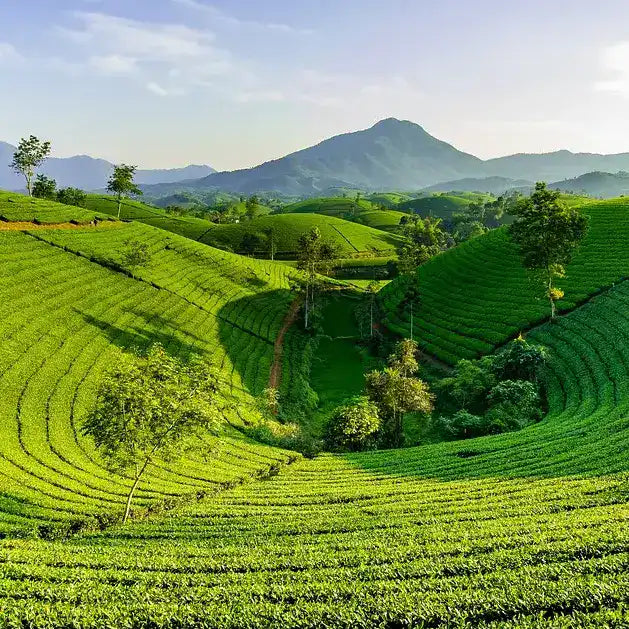 Belly Mood - Matcha field